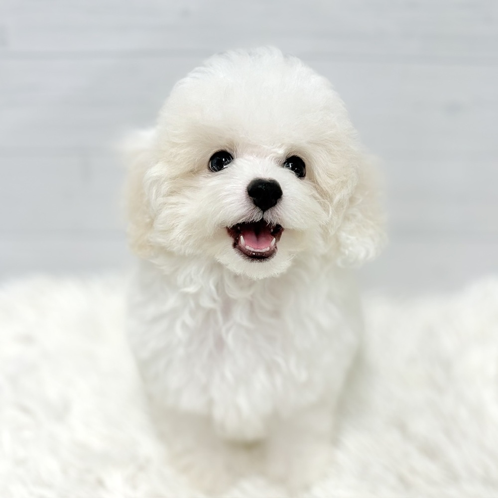 愛知県のビションプー(ビションフリーゼ×プードル) (犬の家＆猫の里豊田店/2026年4月29日生まれ/男の子/ホワイト)の子犬の1枚目の画像