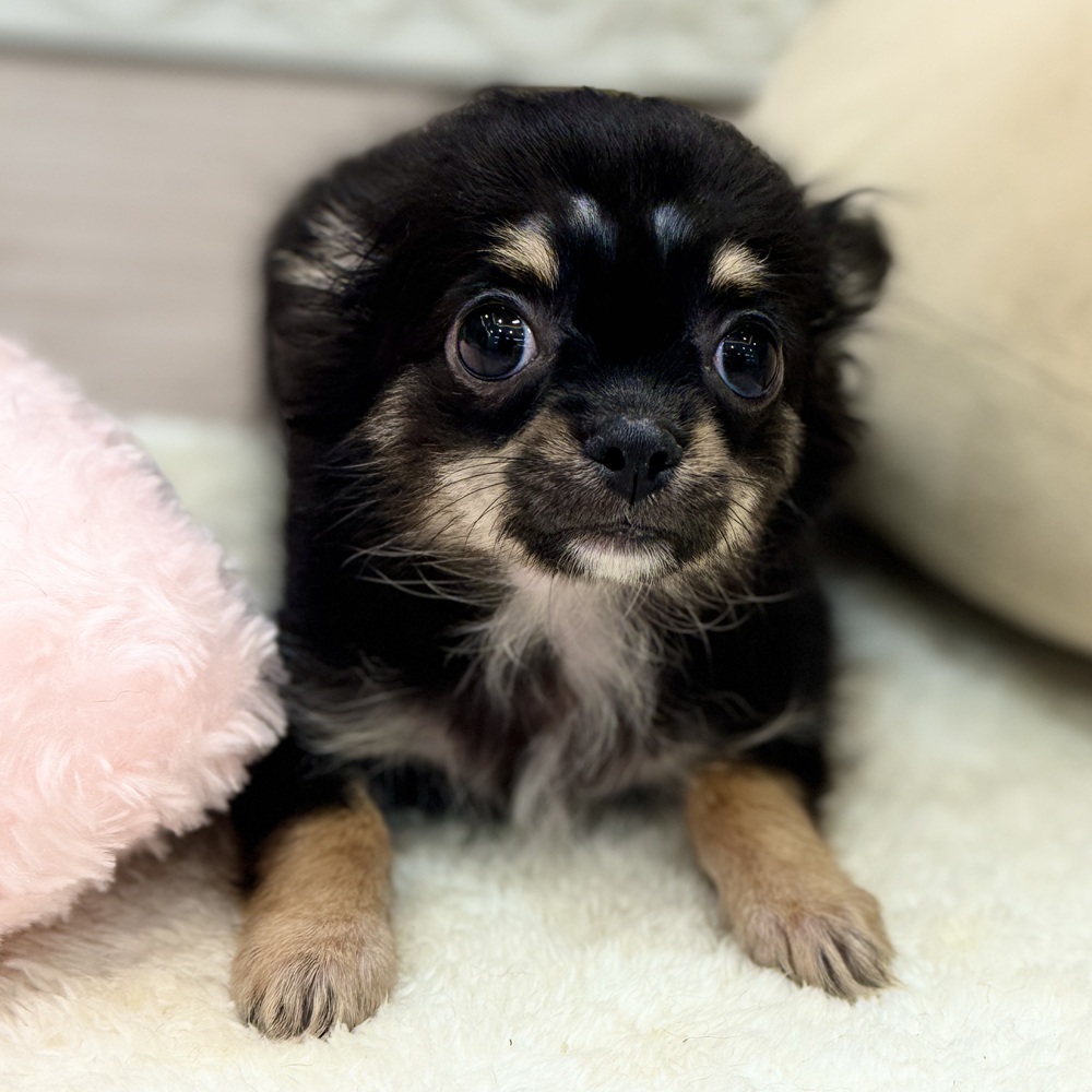 三重県のチワワ(ロング) (犬の家＆猫の里三重桑名店/2026年5月5日生まれ/男の子/ブラックタンホワイト)の子犬