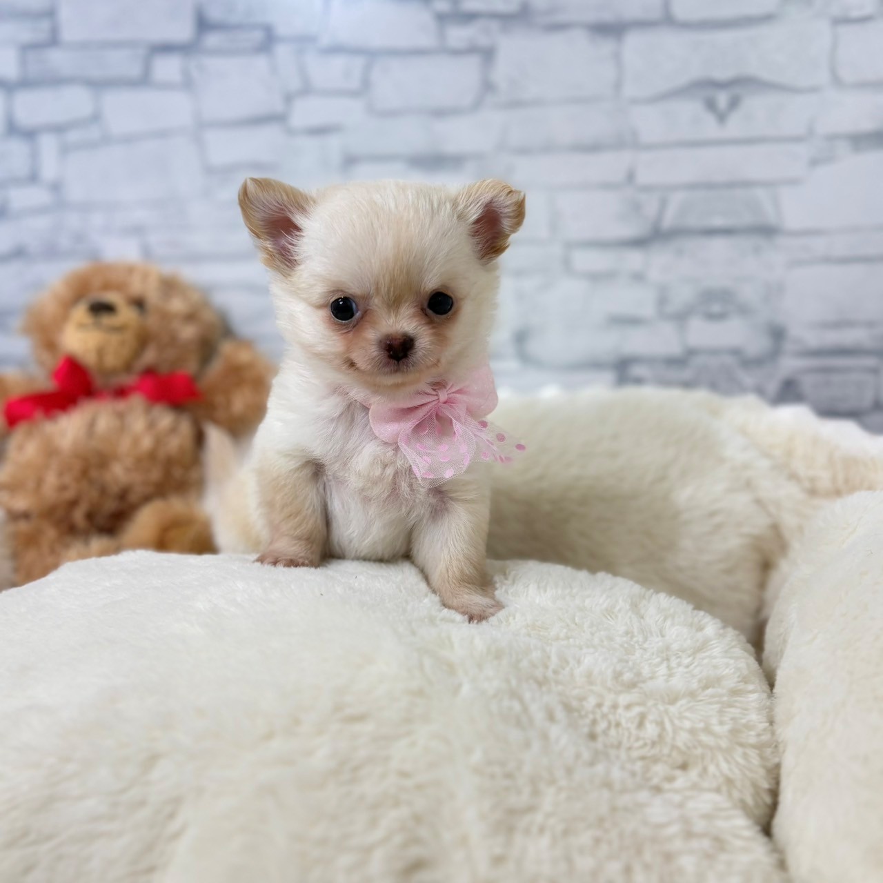 長野県のチワワ(ロング) (犬の家＆猫の里長野店/2026年5月5日生まれ/女の子/クリーム)の子犬の1枚目の画像