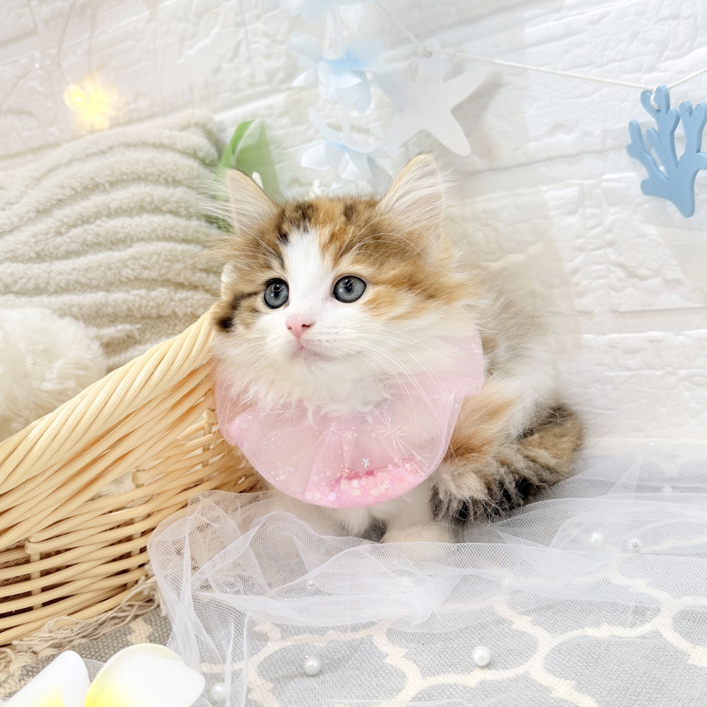 生体画像８