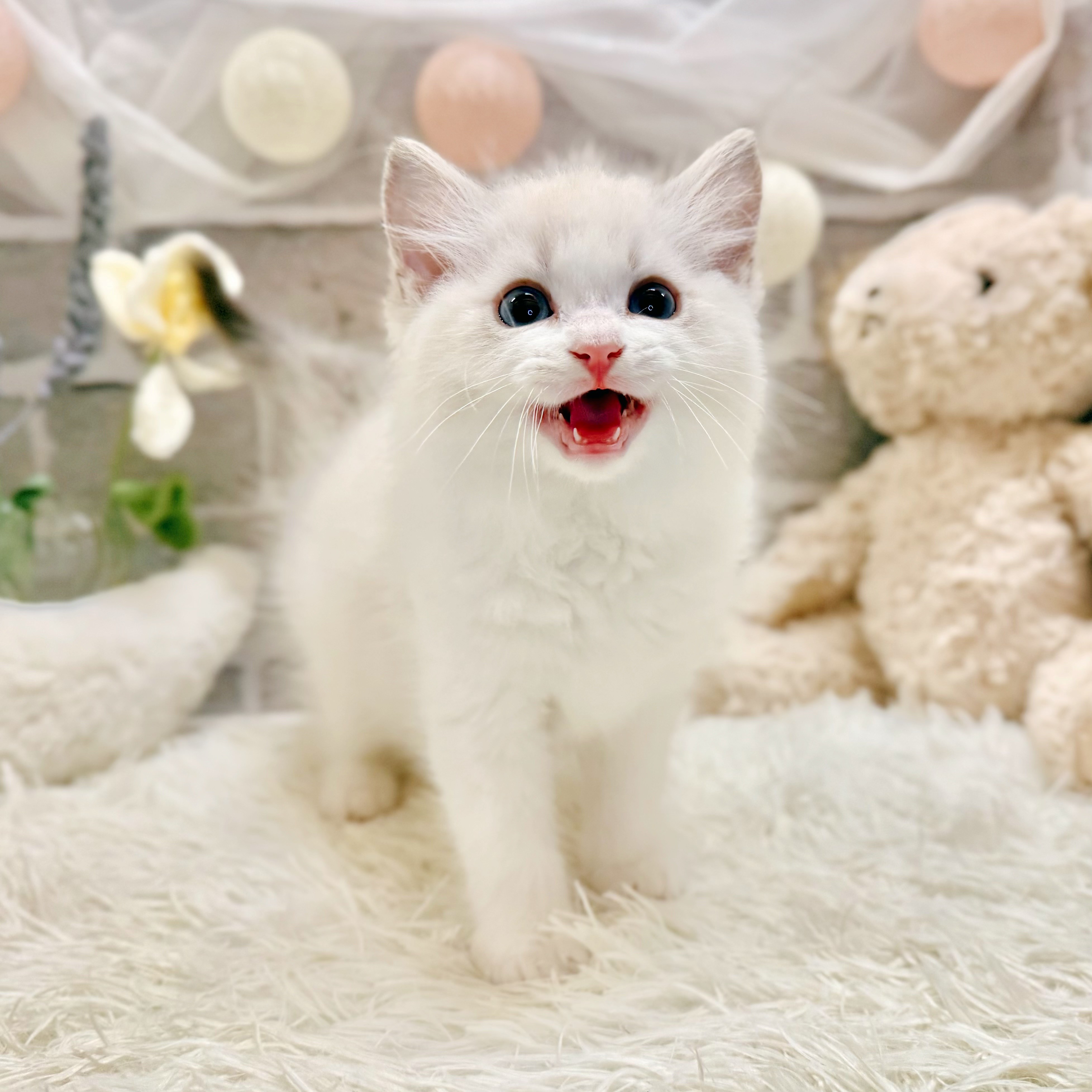 生体画像８
