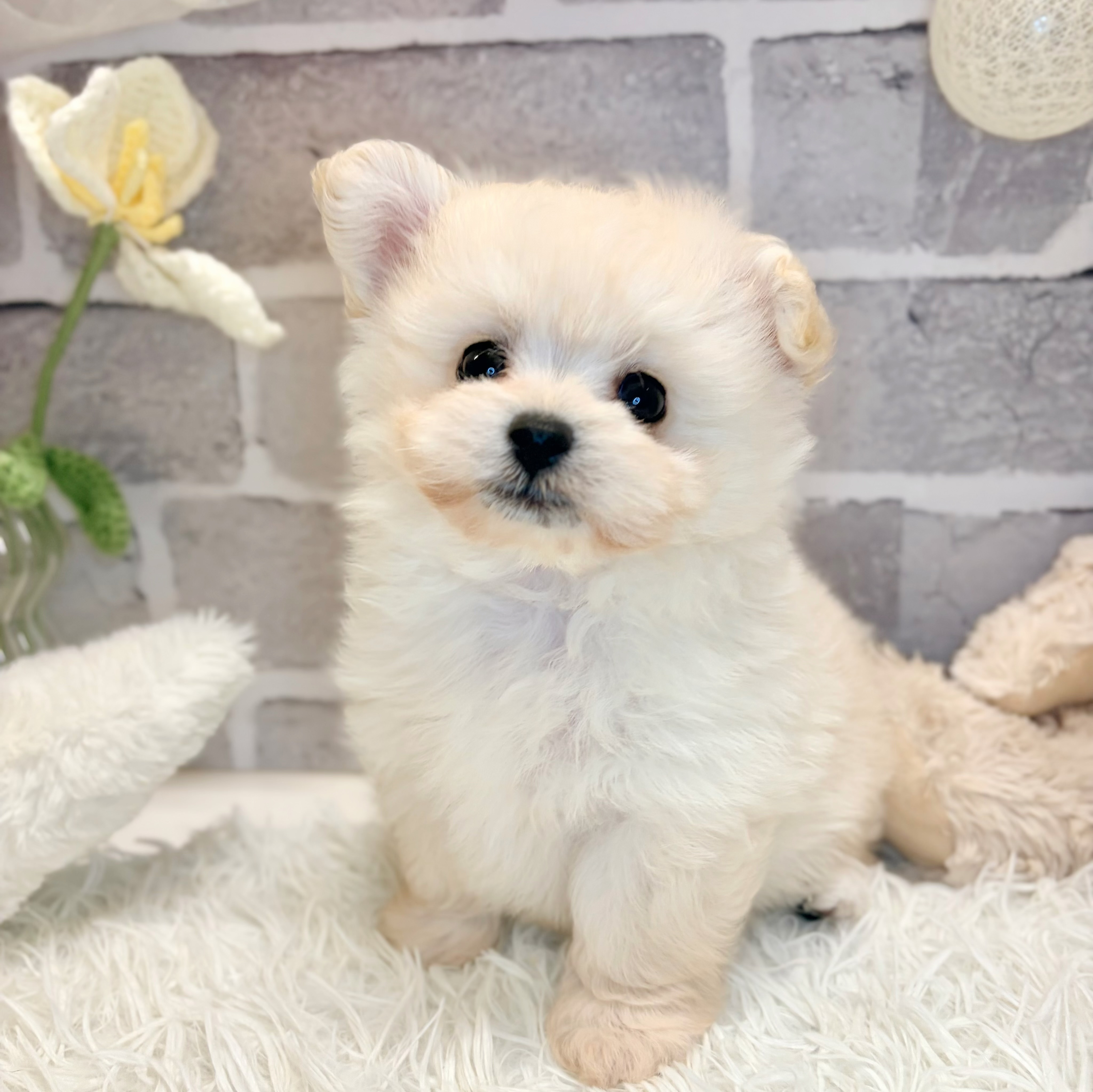 兵庫県のポメプー(ポメラニアン×プードル) (犬の家＆猫の里神戸店/2026年5月8日生まれ/男の子/ホワイト)の子犬の1枚目の画像