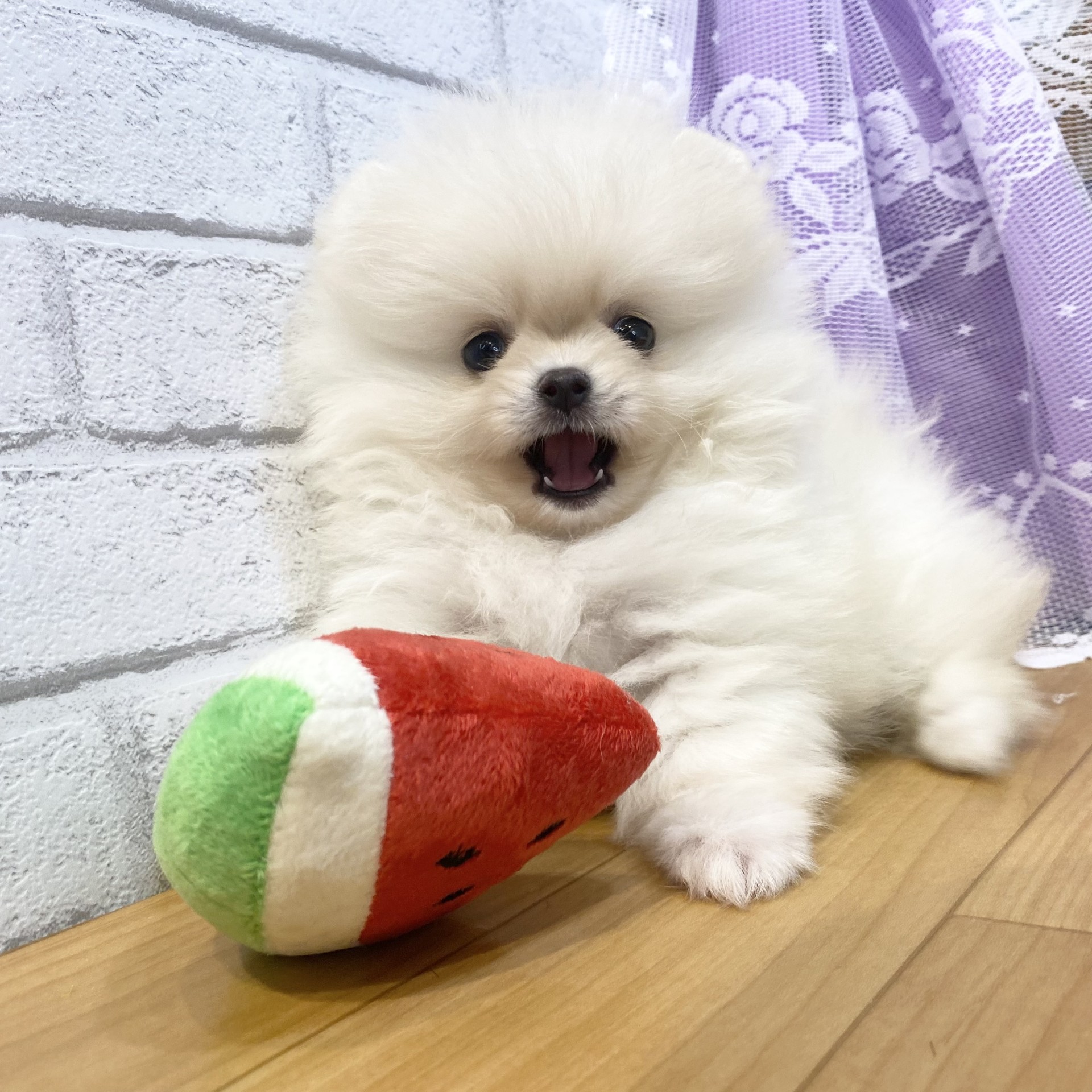 生体画像８