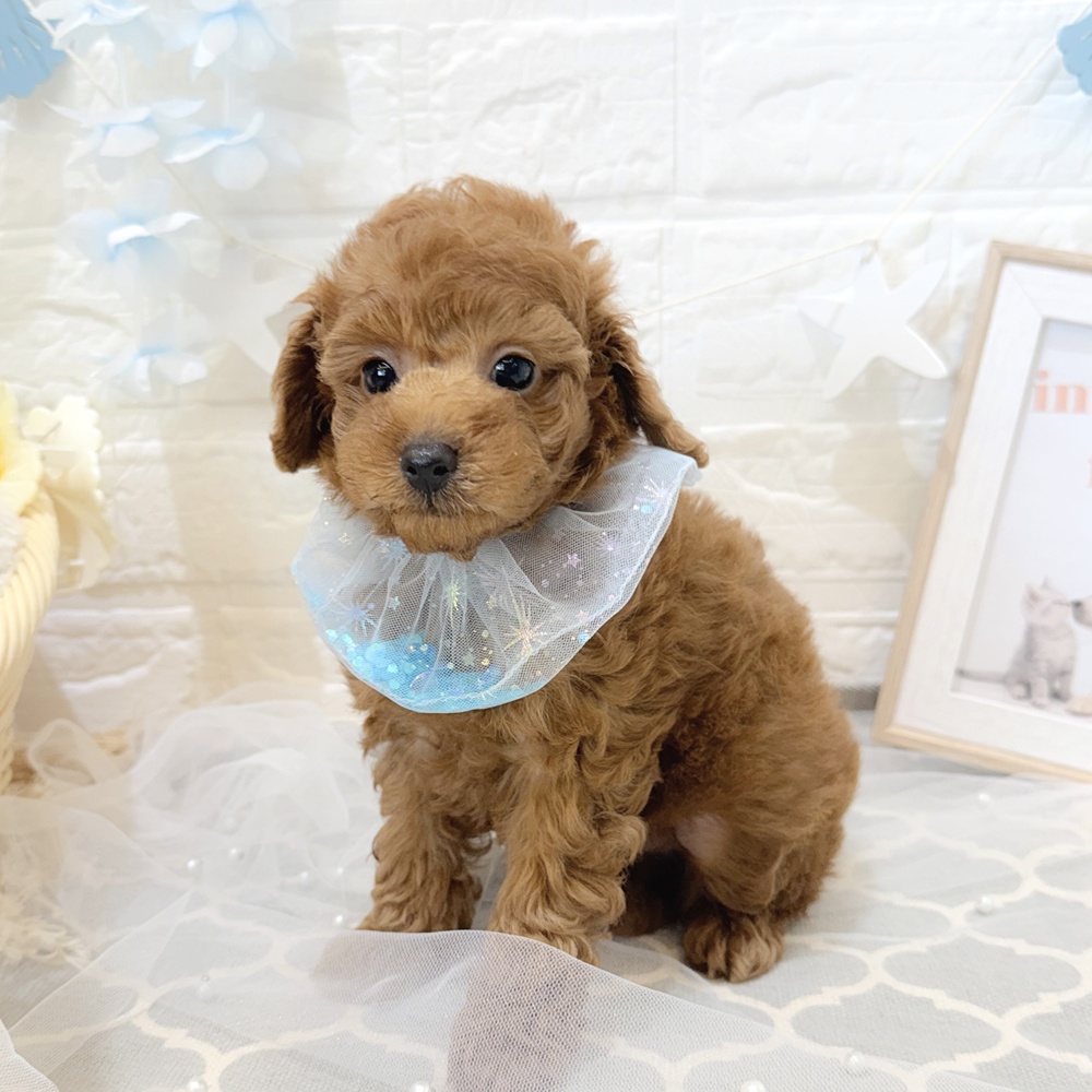 静岡県のトイプードル(トイ) (犬の家＆猫の里富士店/2026年5月11日生まれ/男の子/レッド)の子犬の1枚目の画像