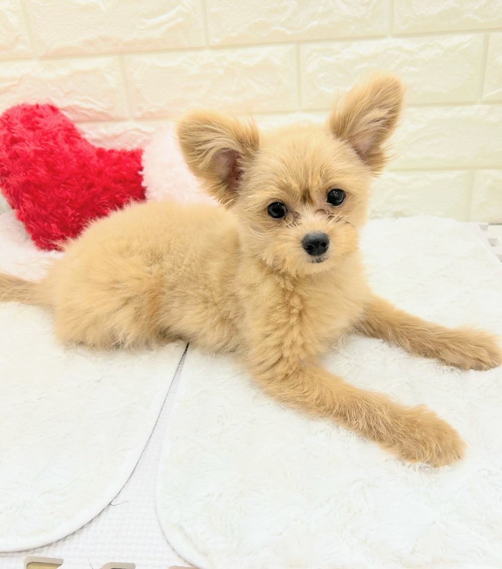 愛知県のポメプー(ポメラニアン×プードル) (犬の家＆猫の里アミーゴ神の倉店/2026年5月10日生まれ/女の子/クリーム)の子犬の1枚目の画像