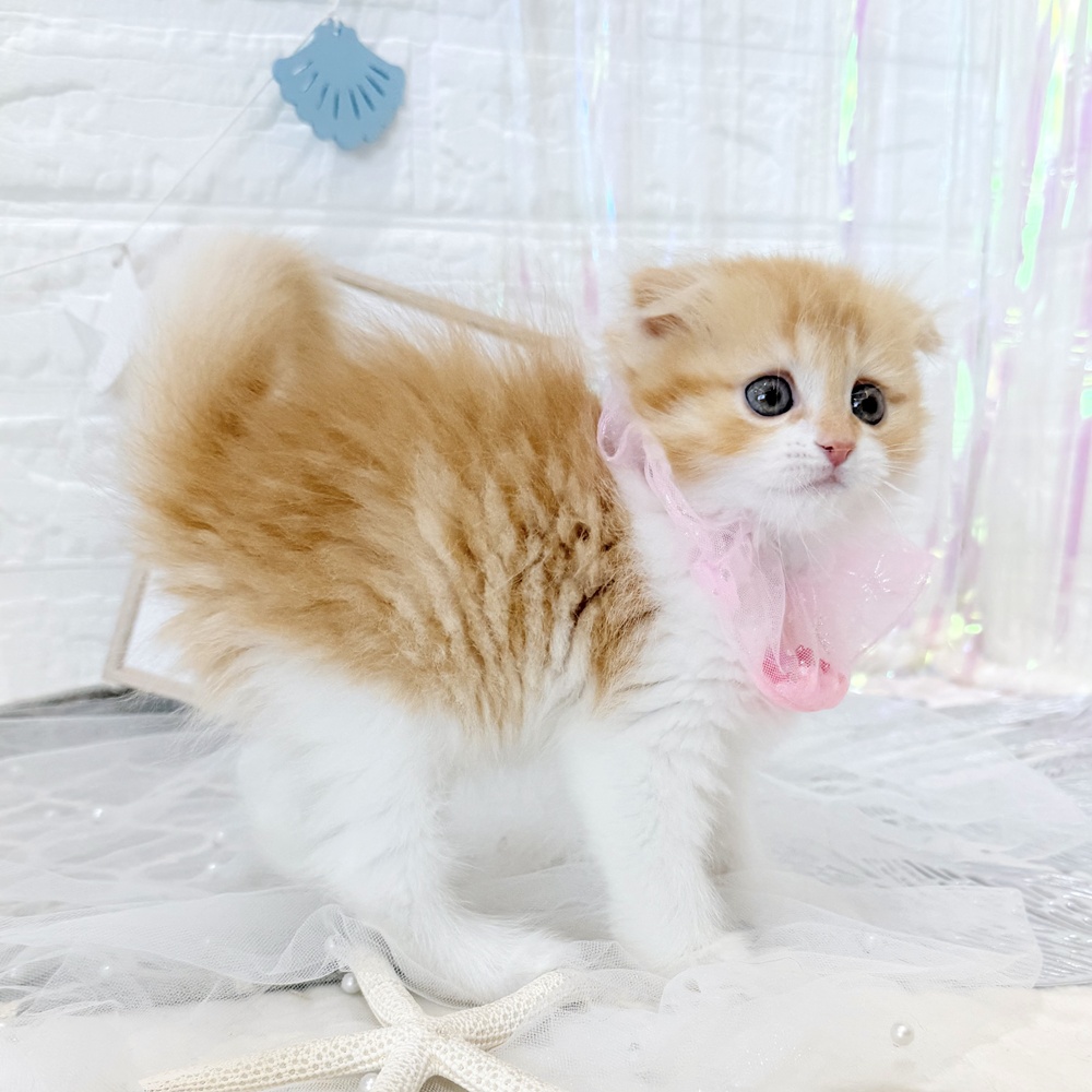 生体画像８
