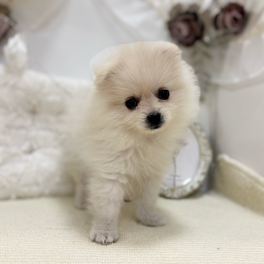 岐阜県のポメラニアン (犬の家＆猫の里カラフルタウン岐阜店/2026年5月9日生まれ/女の子/クリーム)の子犬の1枚目の画像