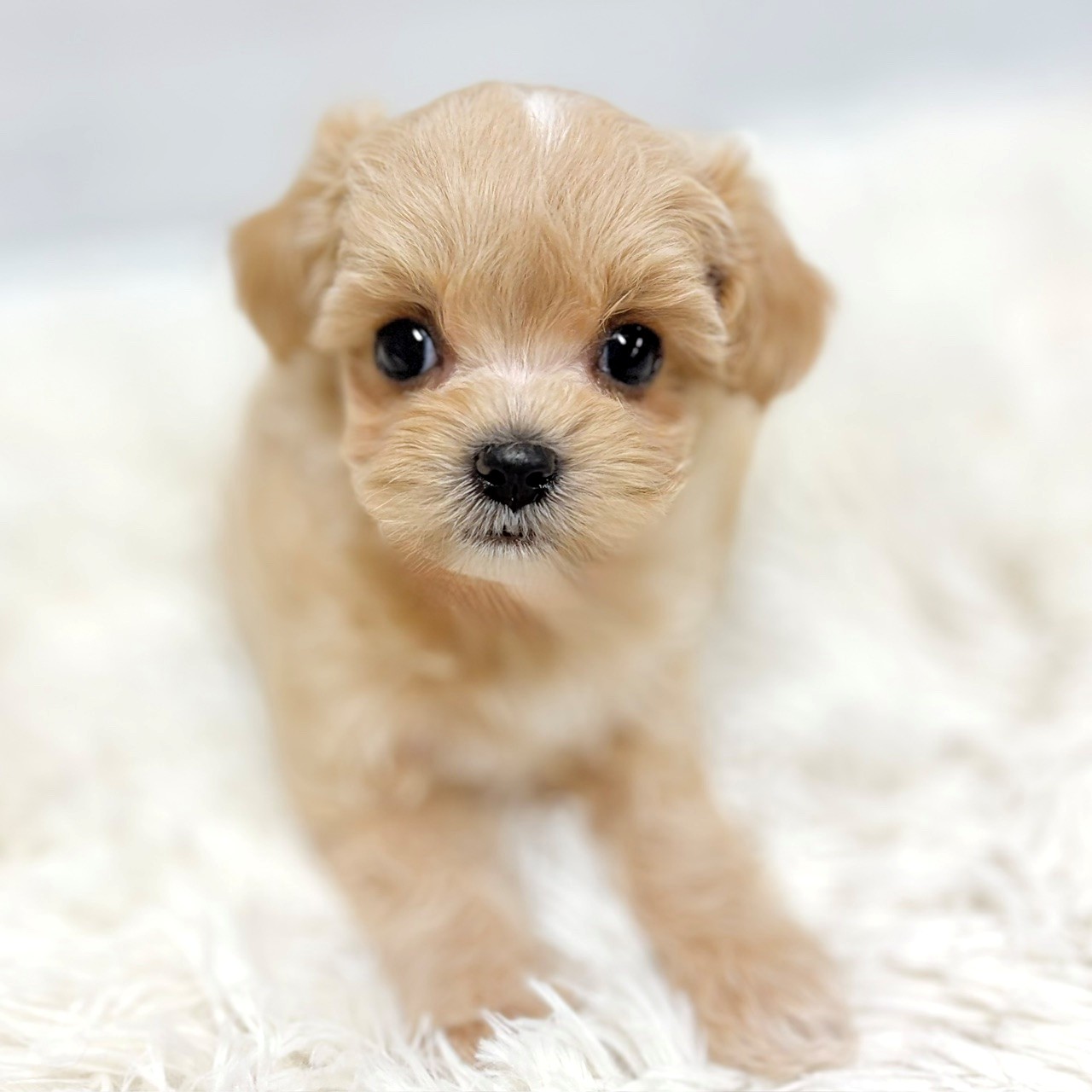 ハーフ犬女の子の写真