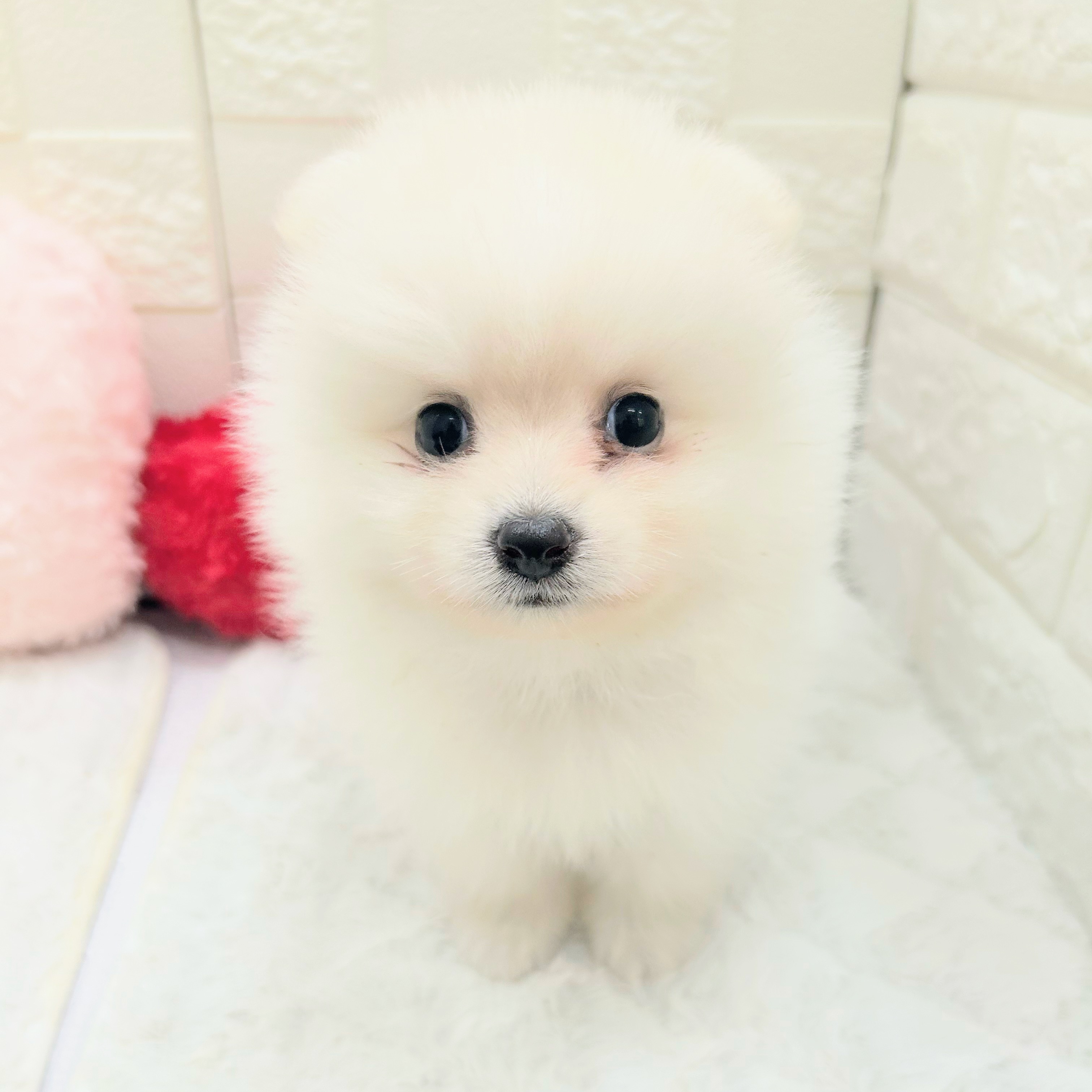 生体画像８