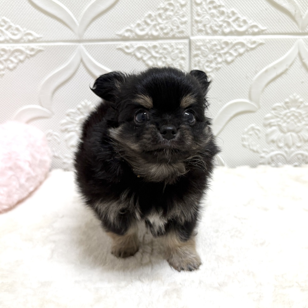 愛知県のチワワ(ロング) (犬の家＆猫の里岡崎店/2026年5月24日生まれ/男の子/ブラックタンホワイト)の子犬の1枚目の画像