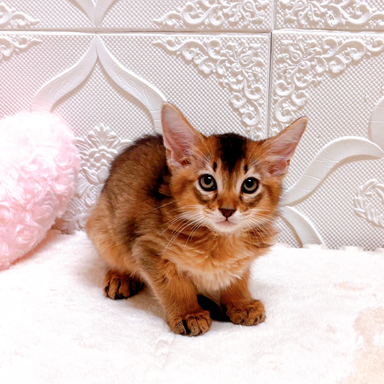 愛知県のソマリ (犬の家＆猫の里岡崎店/2026年5月23日生まれ/男の子/ルディ)の子猫の1枚目の画像