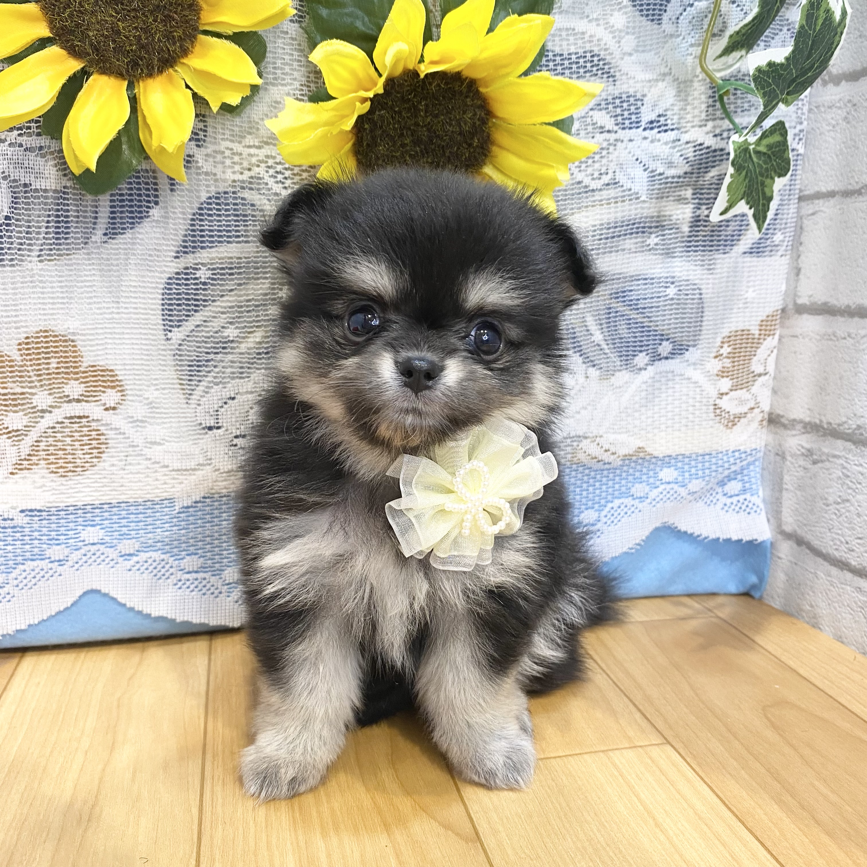 長野県のポメチワ/チワポメ/ポメチー(ポメラニアン×チワワ) (犬の家＆猫の里カインズ梓川店/2026年5月25日生まれ/女の子/ブラックタン)の子犬の1枚目の画像