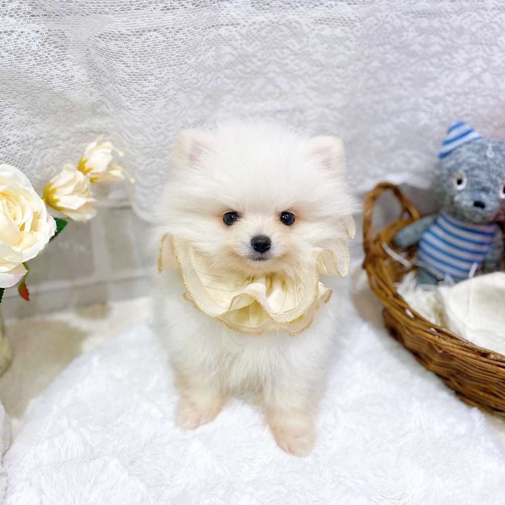 滋賀県のポメラニアン (犬の家＆猫の里長浜店/2026年5月23日生まれ/男の子/クリーム)の子犬の1枚目の画像