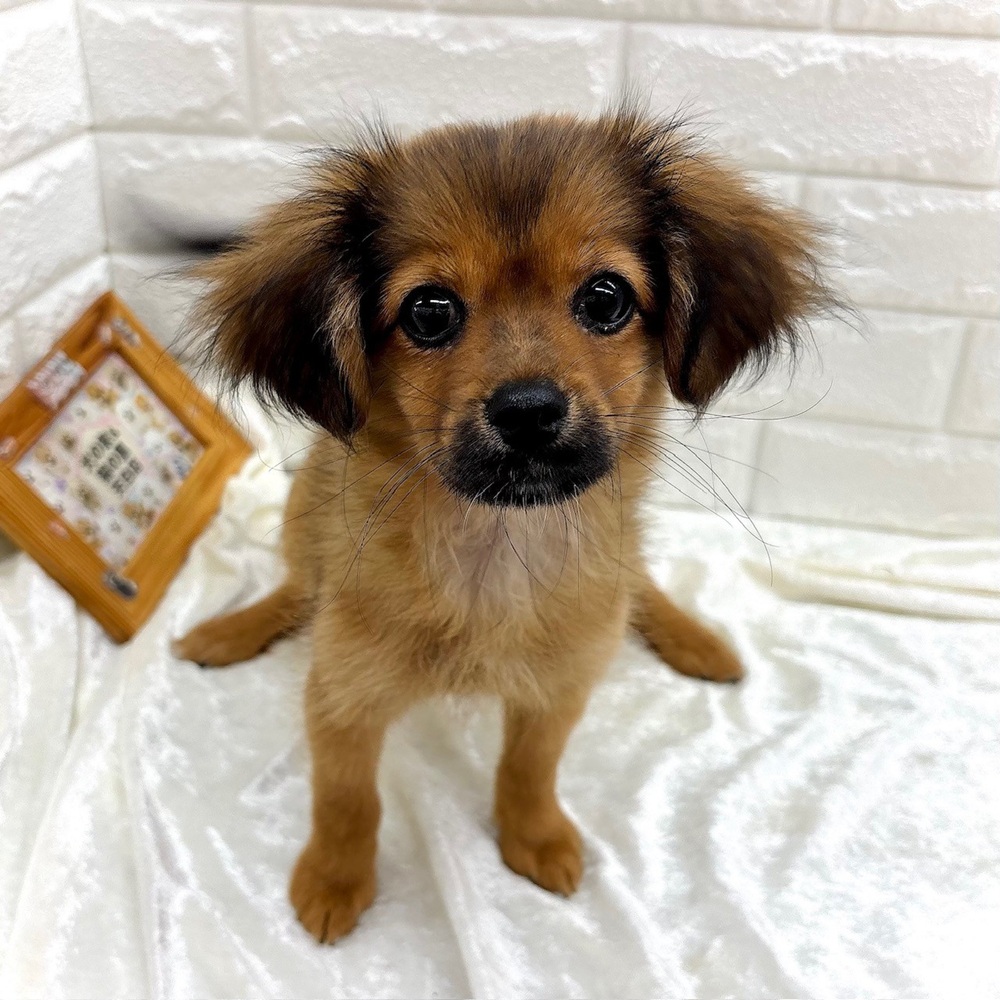 ハーフ犬女の子の写真