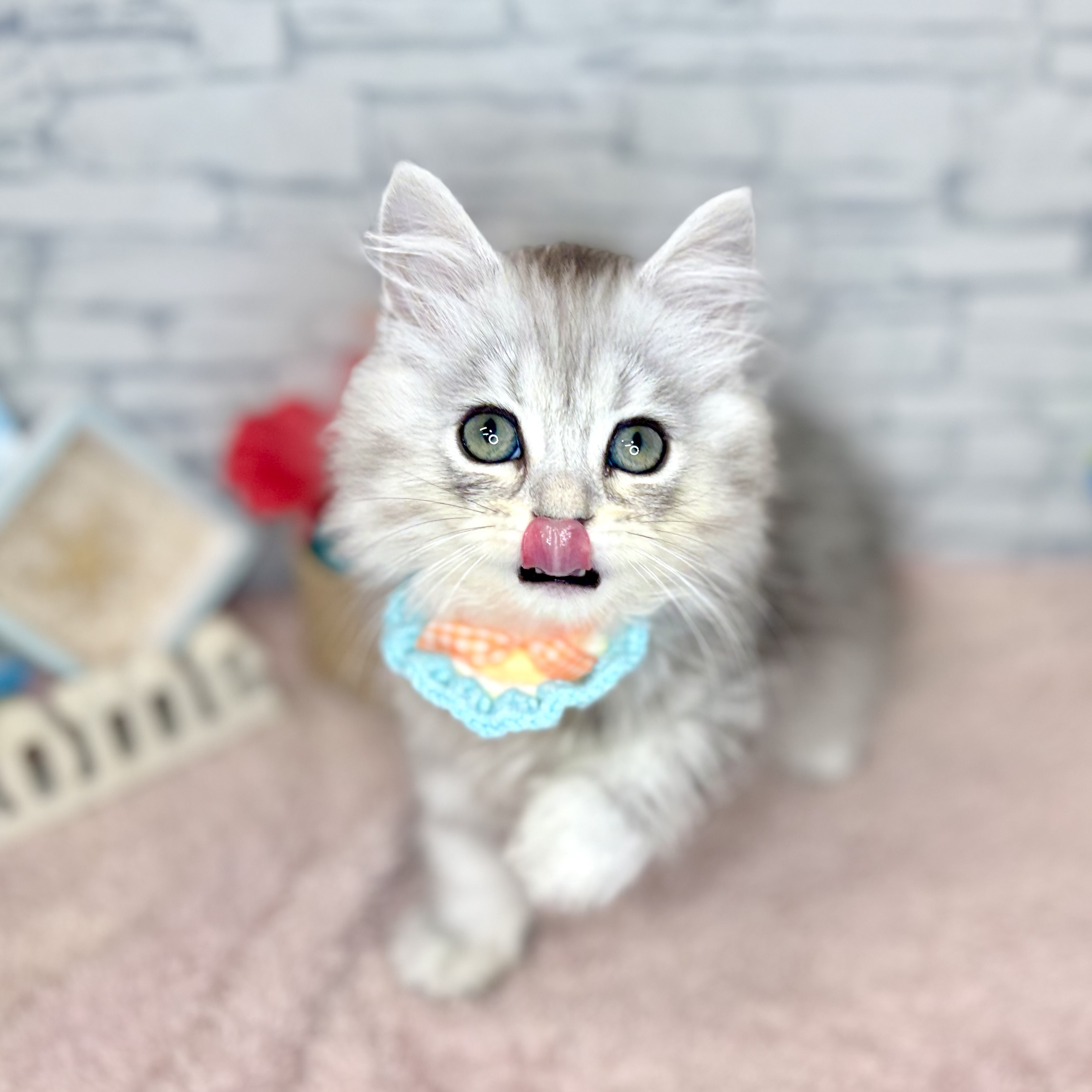 生体画像８