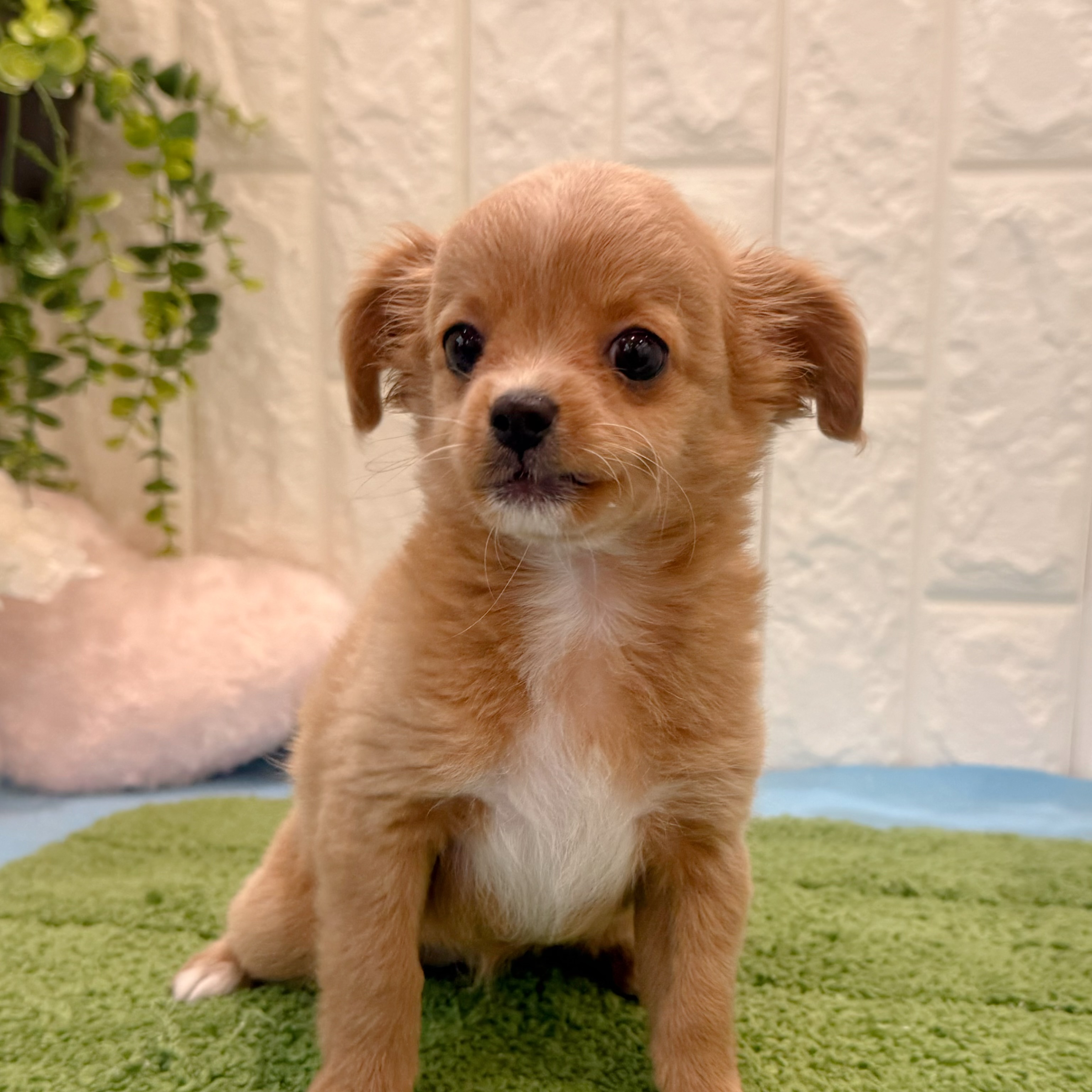 生体画像８