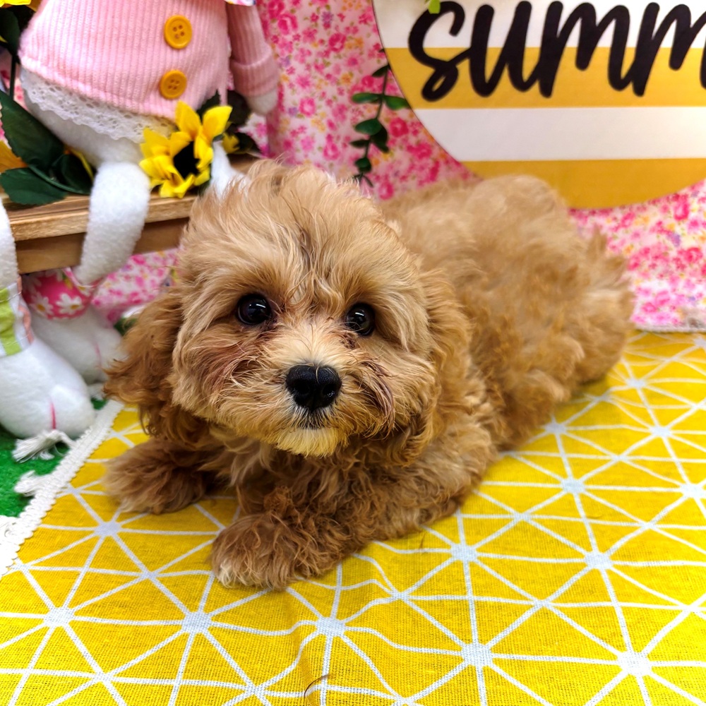 ハーフ犬男の子の写真