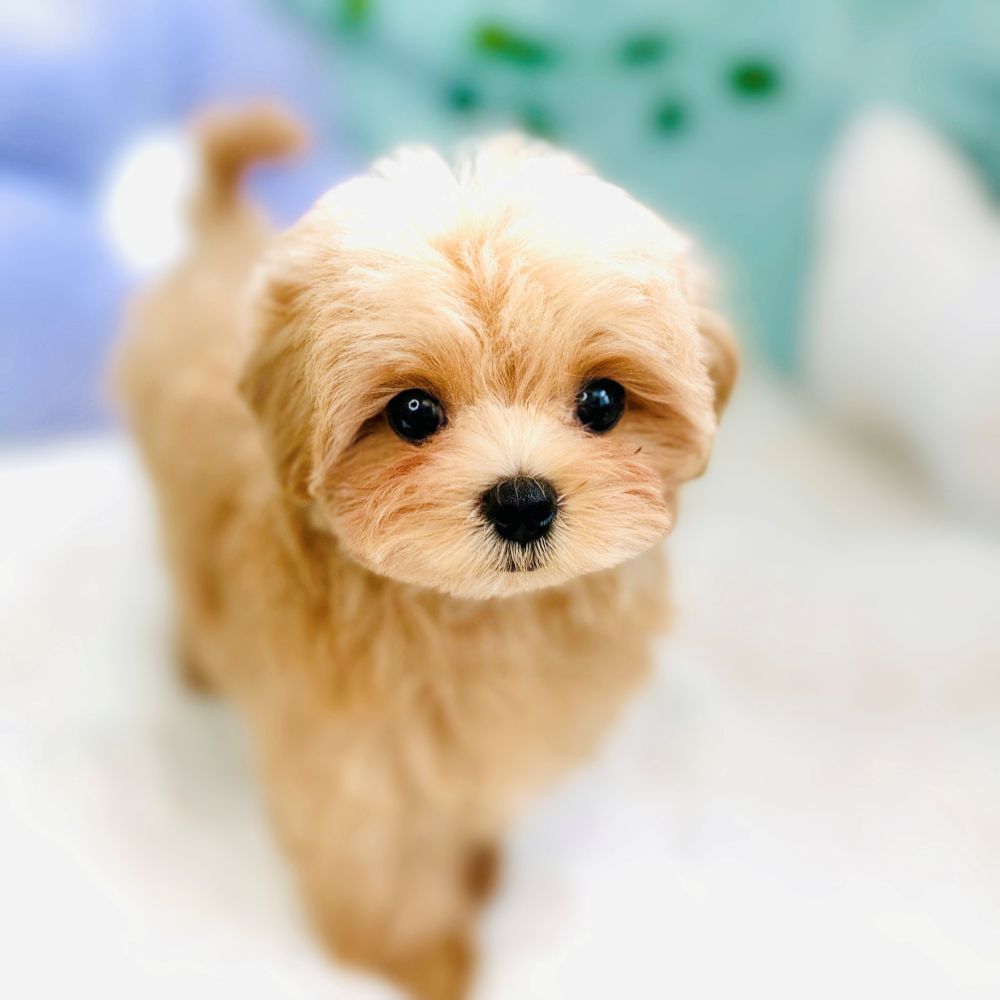 愛知県のマルプー(マルチーズ×プードル) (犬の家＆猫の里愛知刈谷店/2026年6月3日生まれ/女の子/アプリコットホワイト)の子犬の1枚目の画像