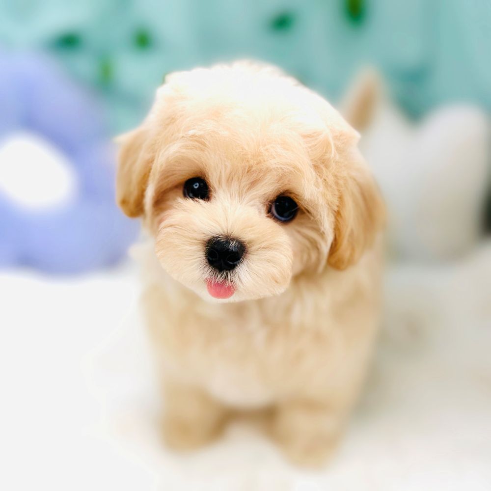 愛知県のマルプー(マルチーズ×プードル) (犬の家＆猫の里愛知刈谷店/2026年6月3日生まれ/女の子/アプリコット)の子犬の1枚目の画像