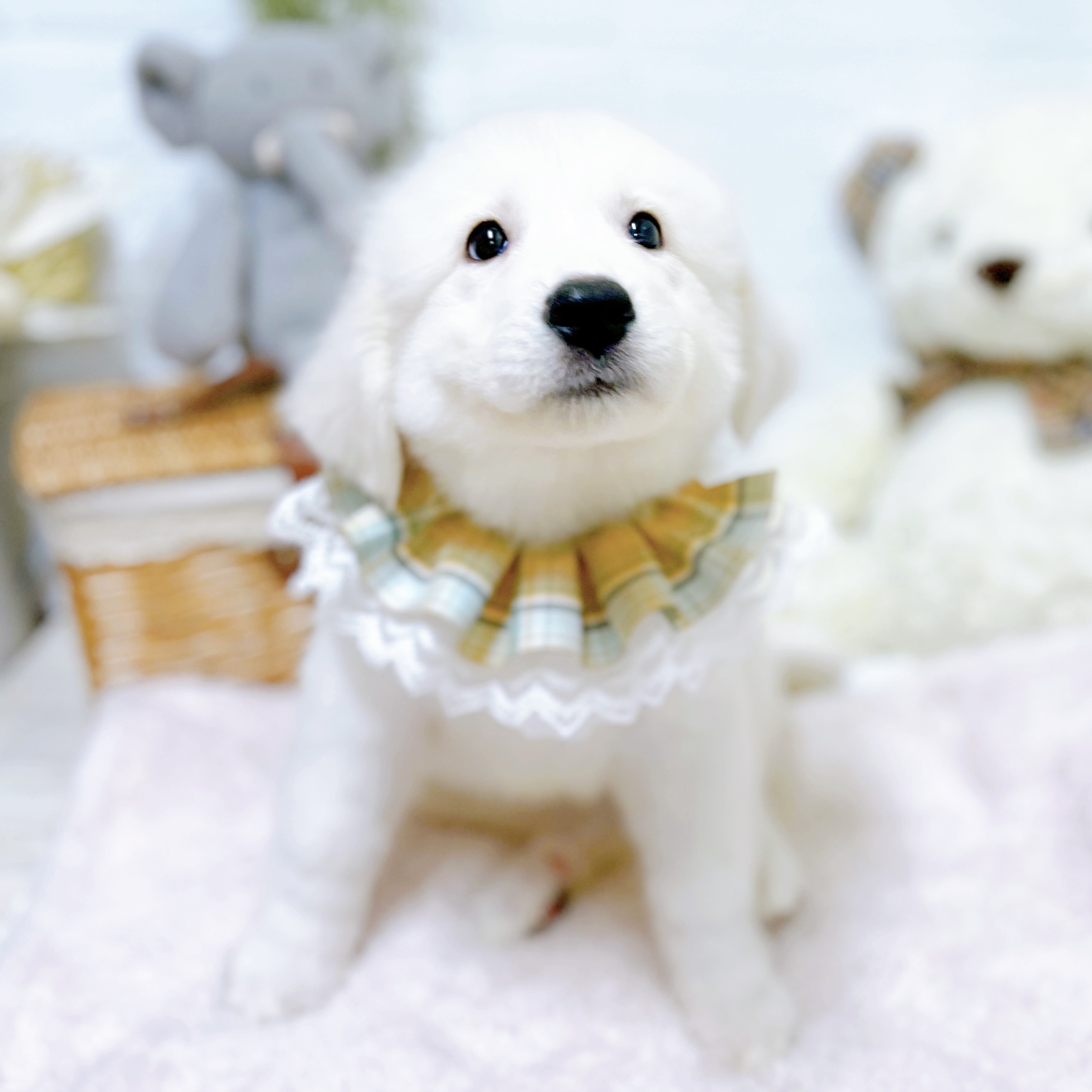 生体画像８