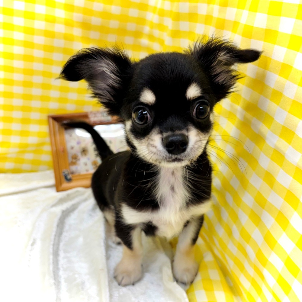 愛知県のチワワ(ロング) (犬の家＆猫の里名古屋天白店/2026年6月8日生まれ/男の子/ブラッククリーム)の子犬の1枚目の画像