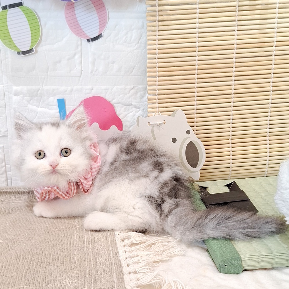 静岡県のミヌエット (犬の家＆猫の里富士店/2026年6月7日生まれ/女の子/シルバーパッチドタビーホワイト)の子猫の1枚目の画像