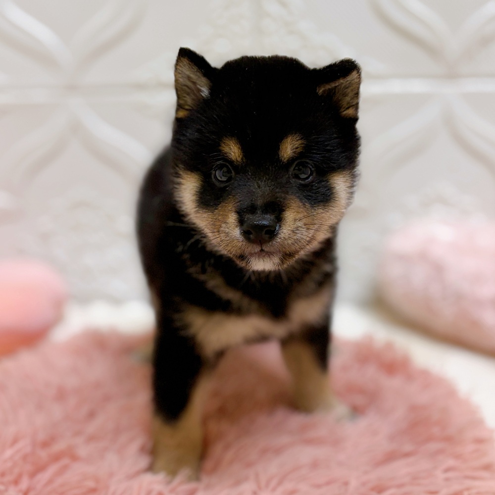 愛知県の豆柴 (犬の家＆猫の里岡崎店/2026年6月9日生まれ/女の子/黒)の子犬の1枚目の画像