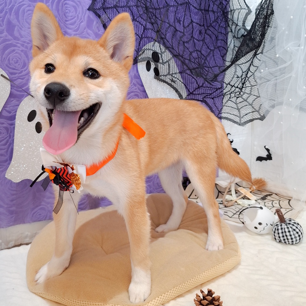 柴犬女の子の写真