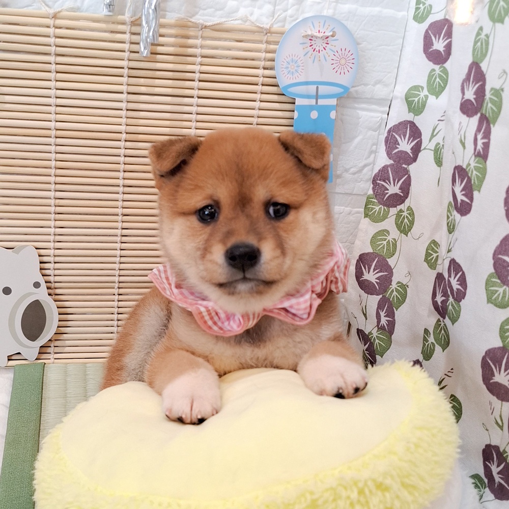 生体画像８