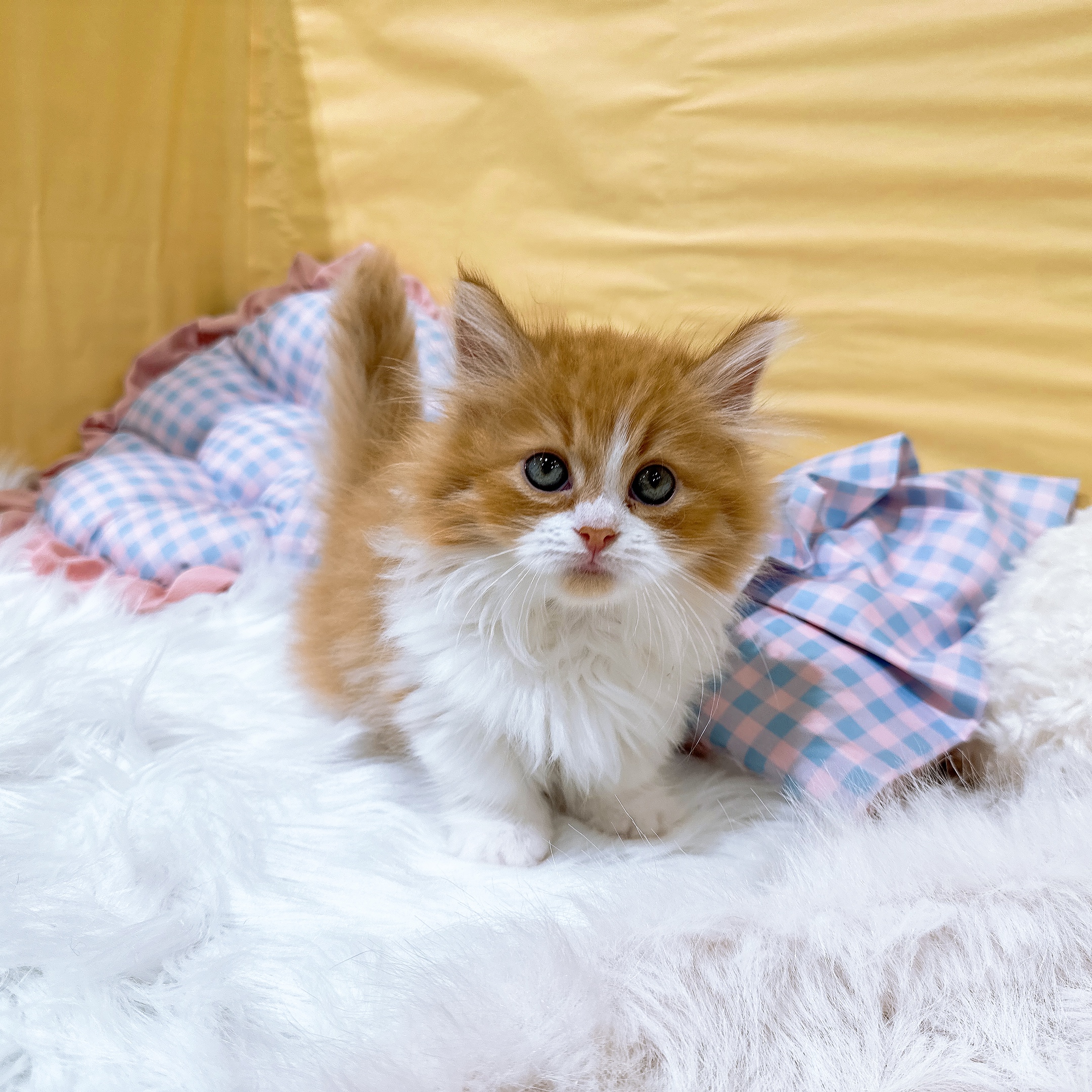 神奈川県のミヌエット (犬の家＆猫の里元住吉ブレーメン通り店/2026年6月4日生まれ/男の子/レッドタビーホワイト)の子猫の1枚目の画像
