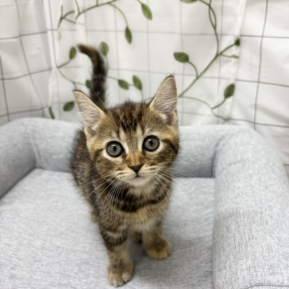 生体画像８