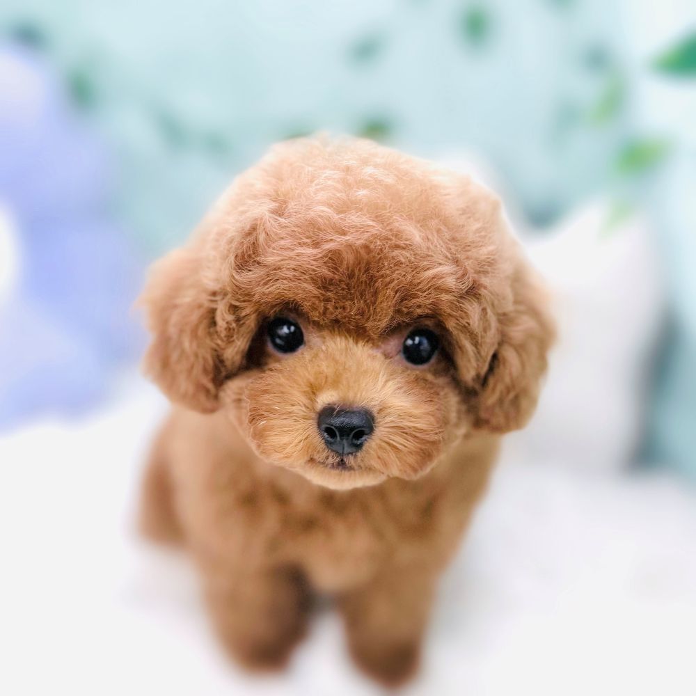 愛知県のトイプードル(トイ) (犬の家＆猫の里愛知刈谷店/2026年6月12日生まれ/女の子/レッド)の子犬の1枚目の画像