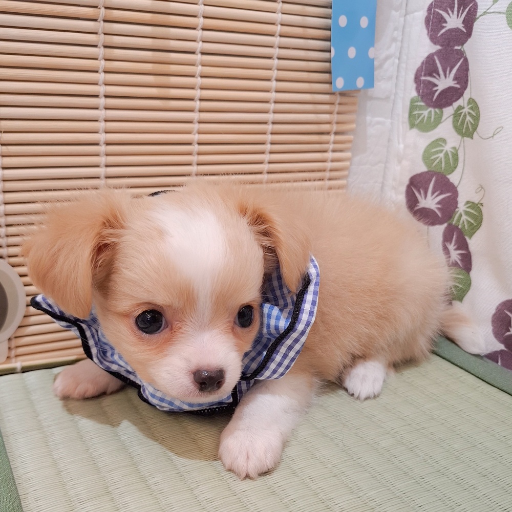 生体画像8