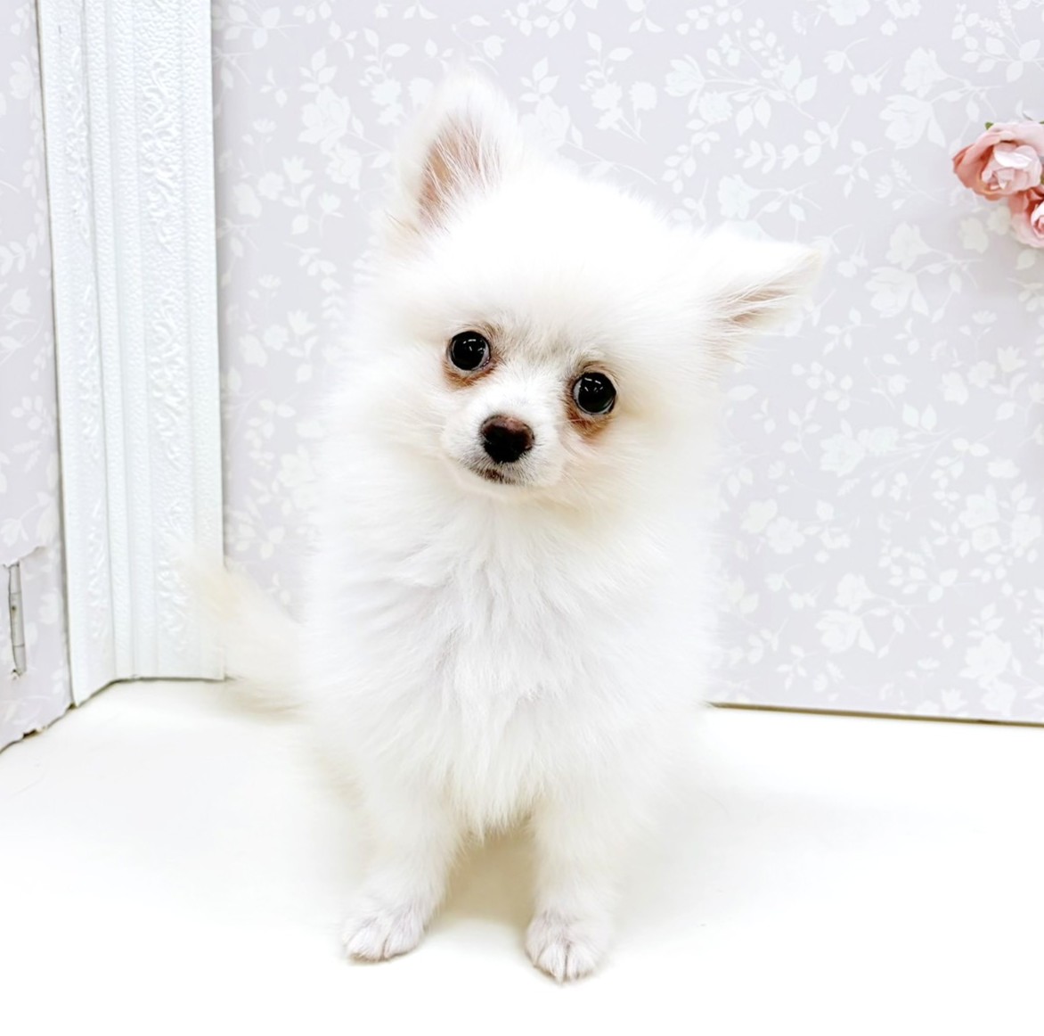 富山県のポメチワ/チワポメ/ポメチー(ポメラニアン×チワワ) (犬の家＆猫の里アミーゴ高岡蓮花寺店/2026年6月16日生まれ/男の子/クリーム)の子犬の1枚目の画像