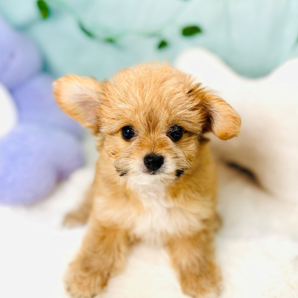 ハーフ犬男の子の写真