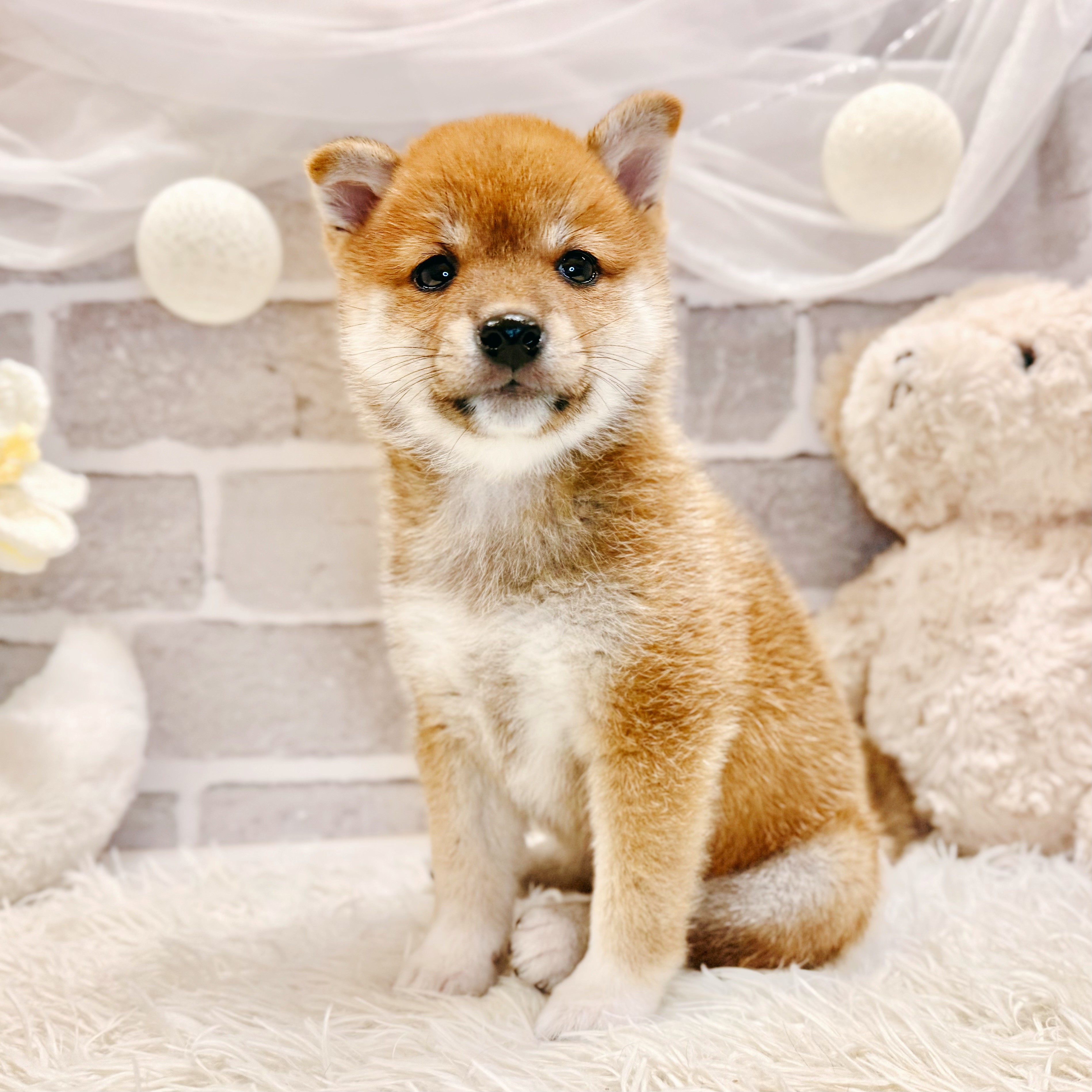 生体画像8