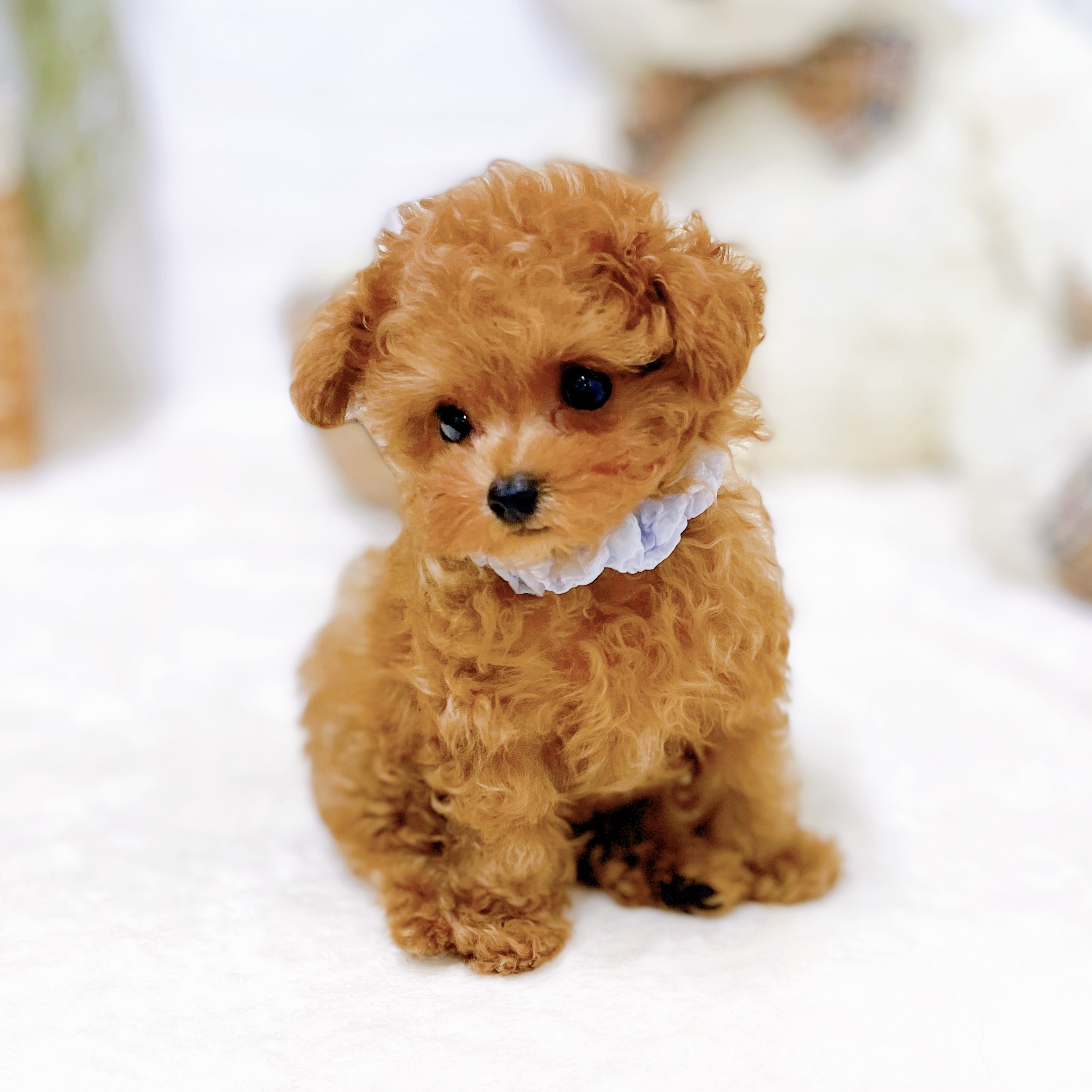 生体画像８