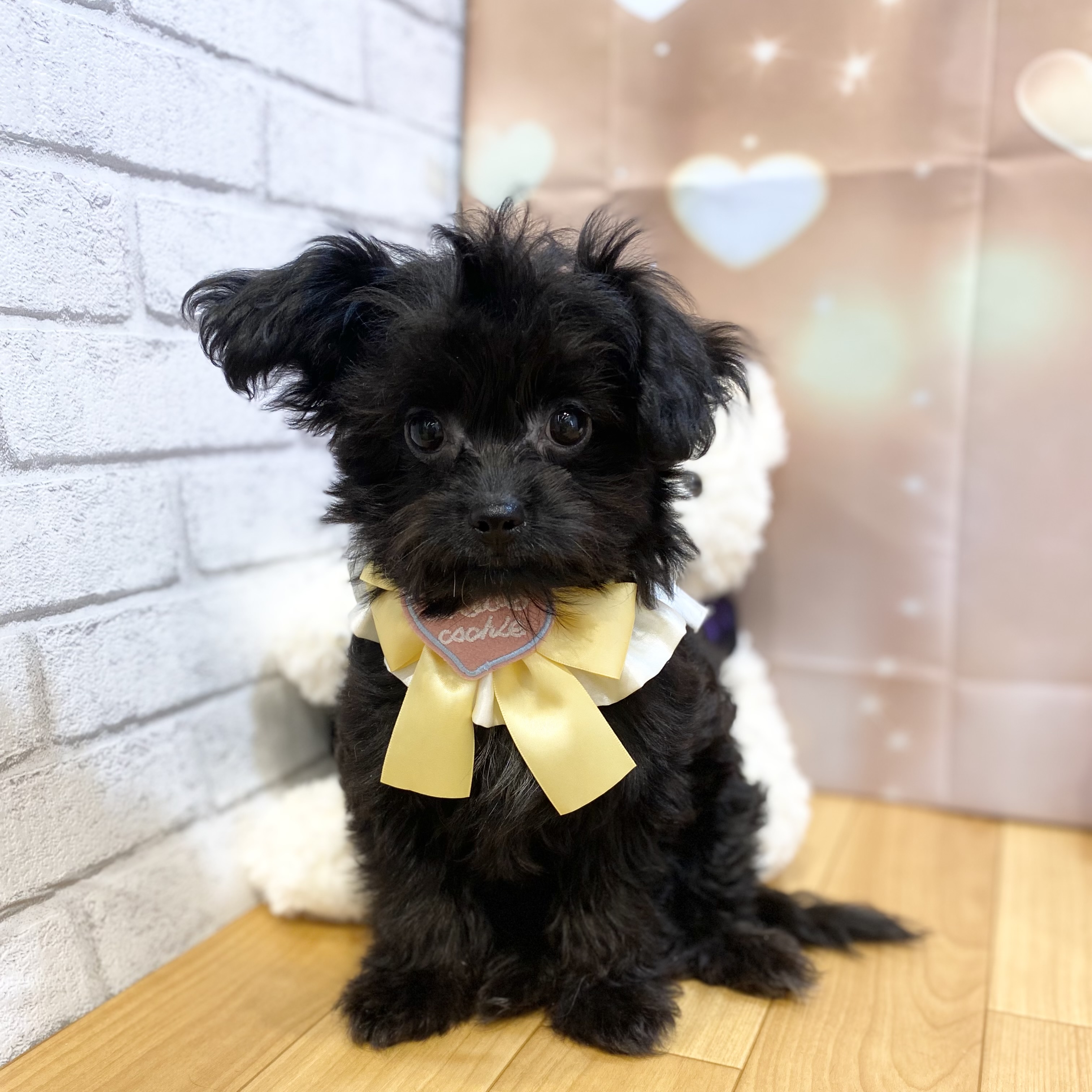 ハーフ犬女の子の写真