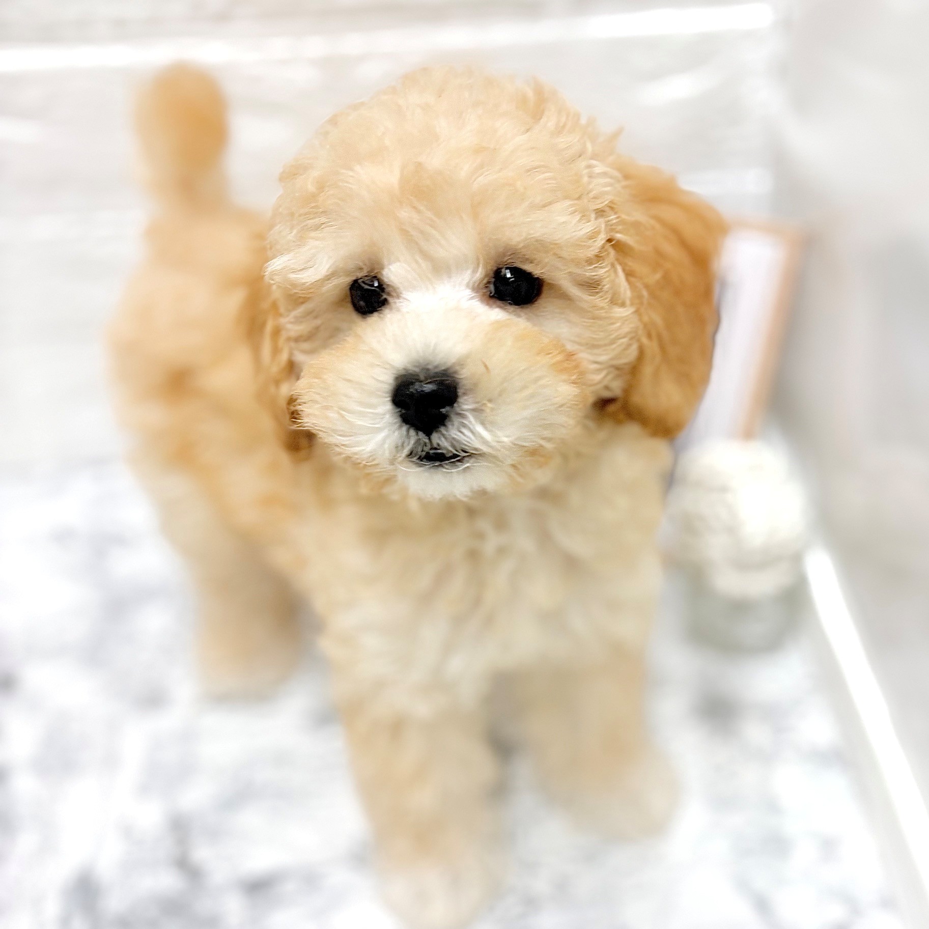 愛知県のトイプードル(トイ) (犬の家＆猫の里豊田店/2026年6月22日生まれ/女の子/クリーム)の子犬の1枚目の画像