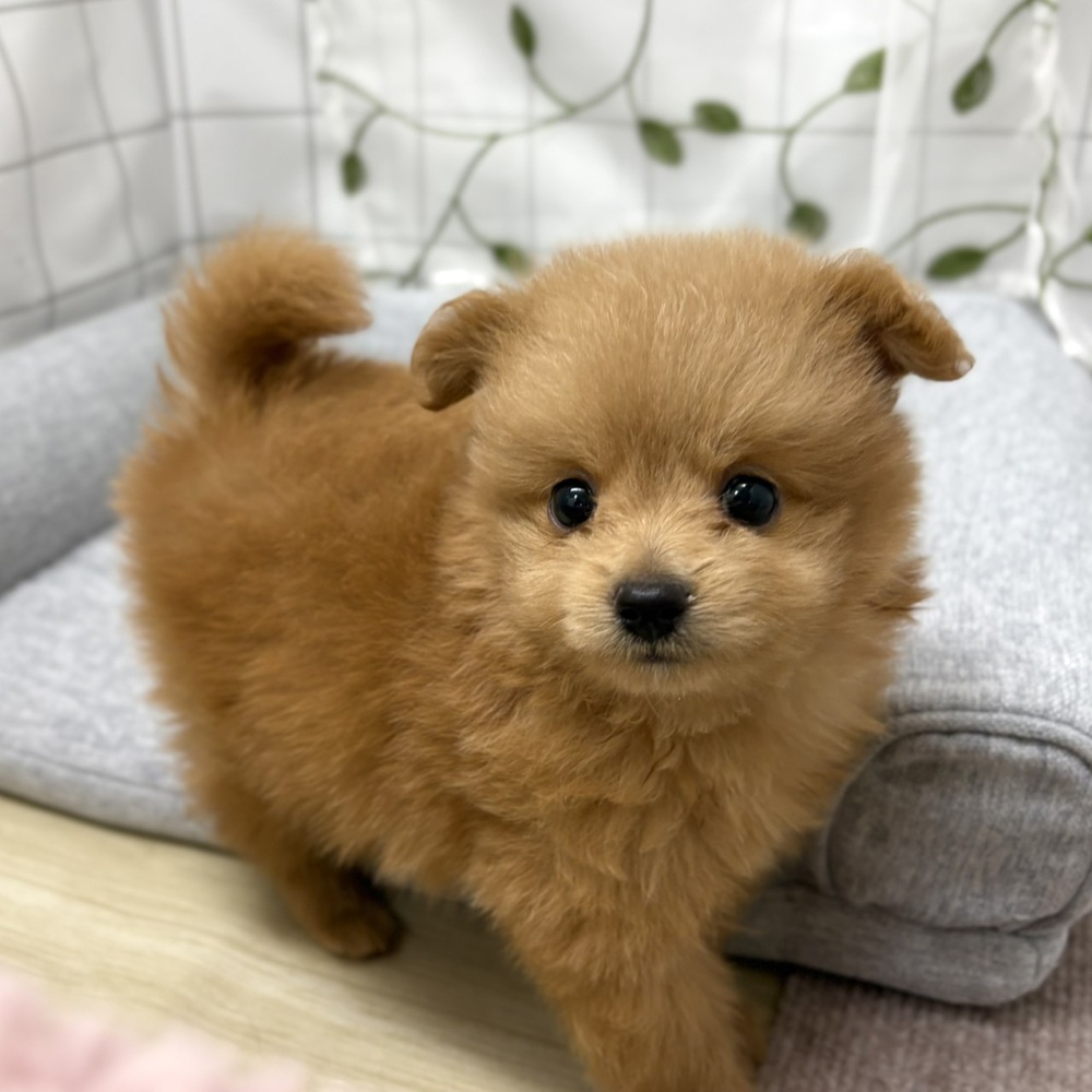 長野県のポメプー(ポメラニアン×プードル) (犬の家＆猫の里塩尻店/2026年6月20日生まれ/男の子/アプリコット)の子犬の1枚目の画像