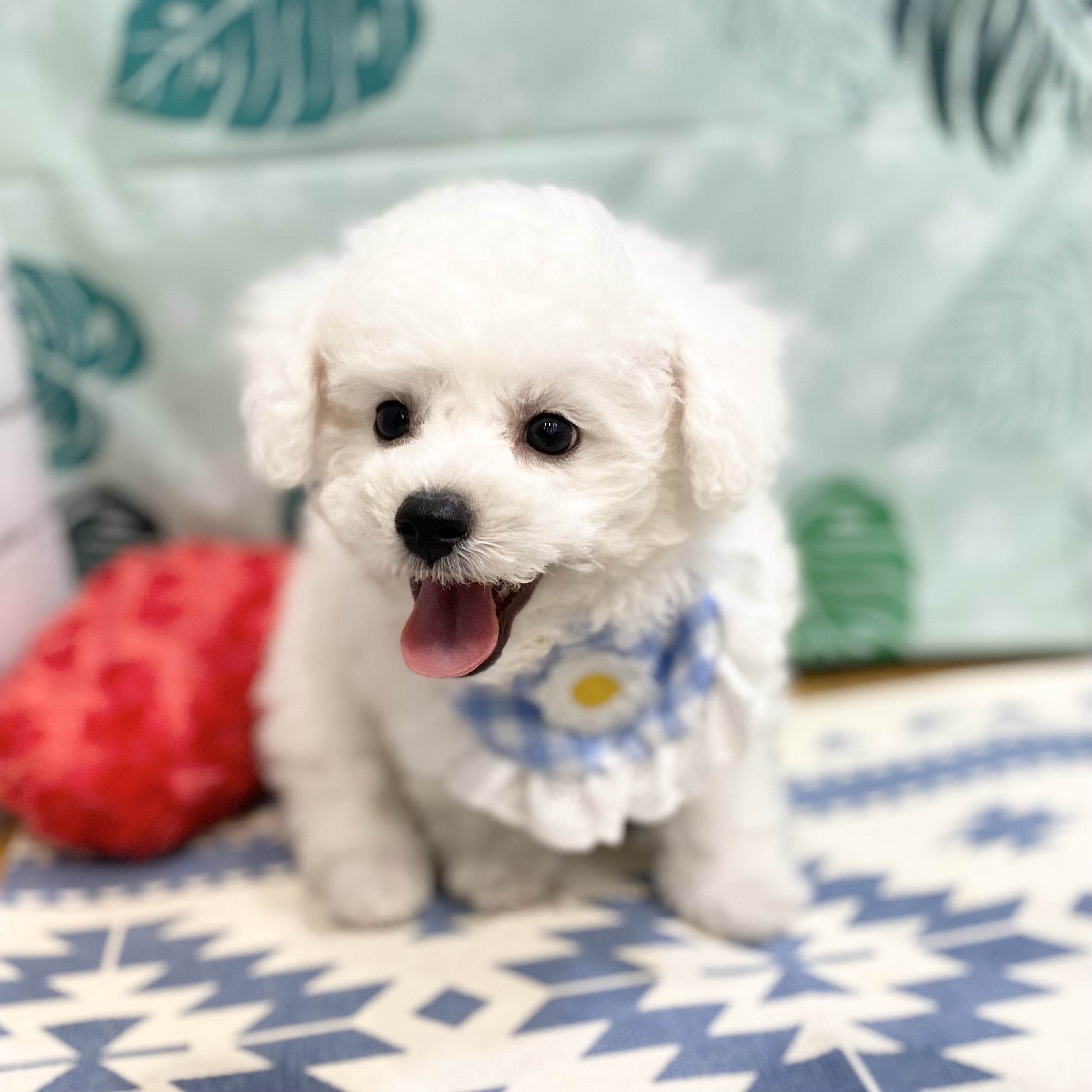 長野県のビションフリーゼ (犬の家＆猫の里カインズ梓川店/2026年6月22日生まれ/男の子/ホワイト)の子犬の1枚目の画像