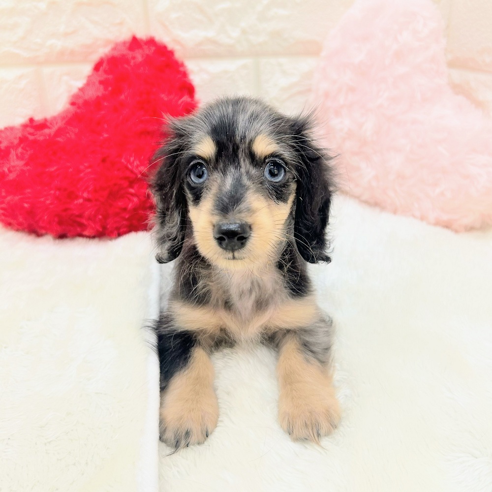 愛知県のミニチュアダックスフンド(ロング) (犬の家＆猫の里アミーゴ神の倉店/2026年6月20日生まれ/女の子/シルバーダップル)の子犬の1枚目の画像