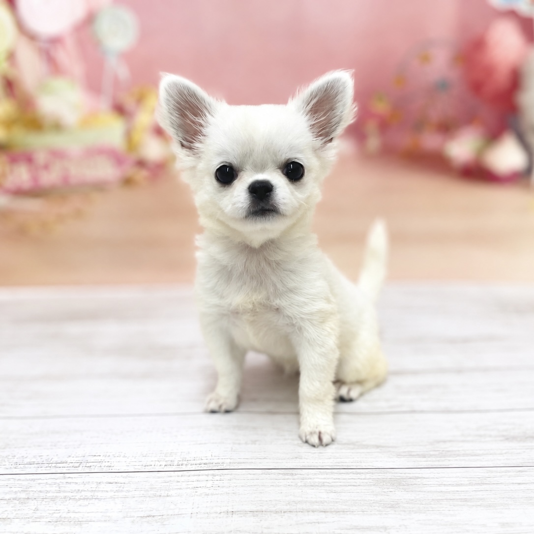 ハーフ犬女の子の写真