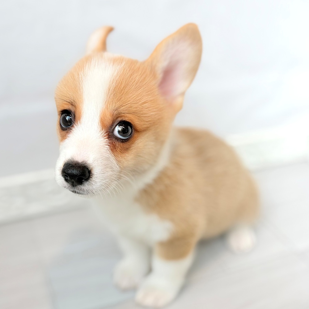 生体画像８