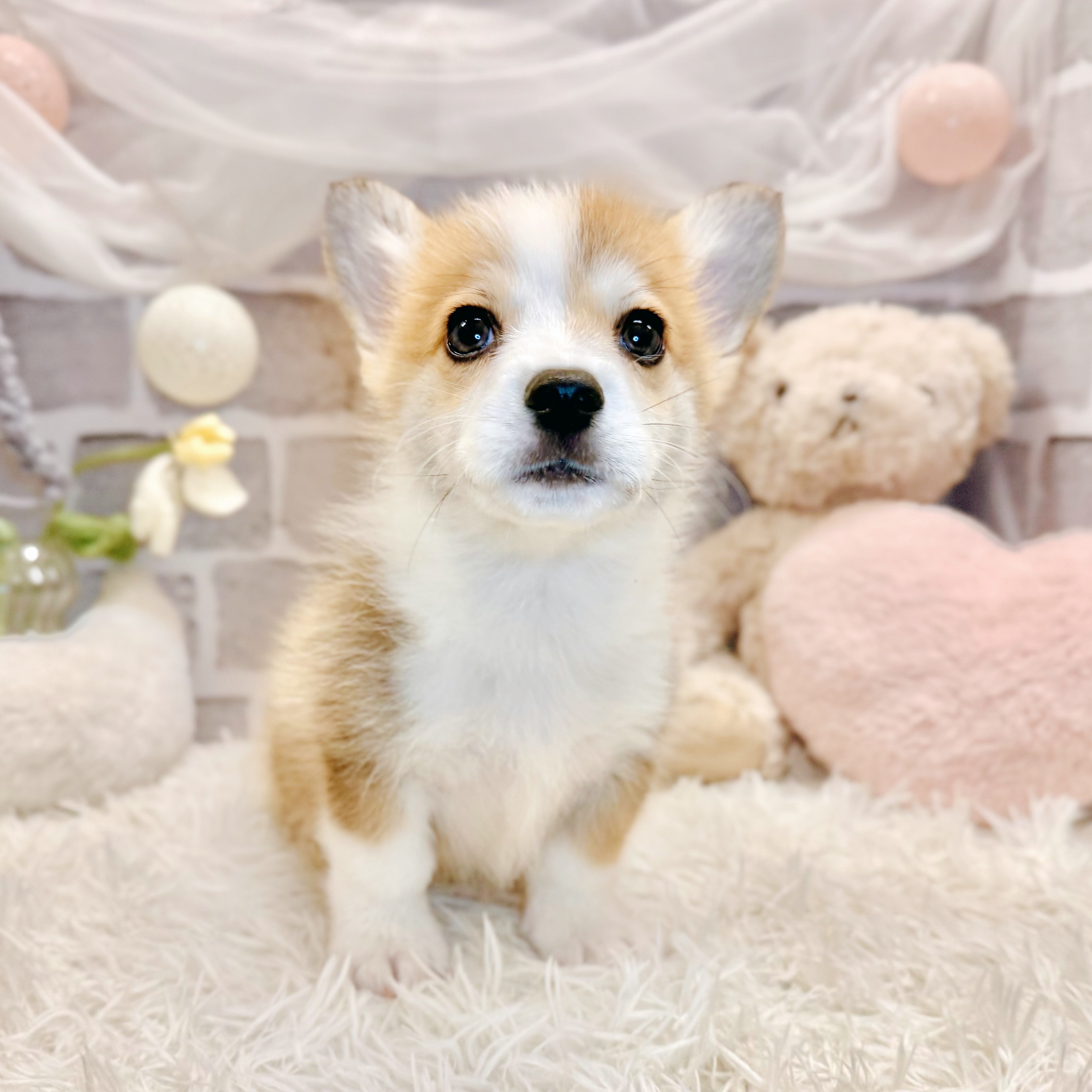 生体画像8