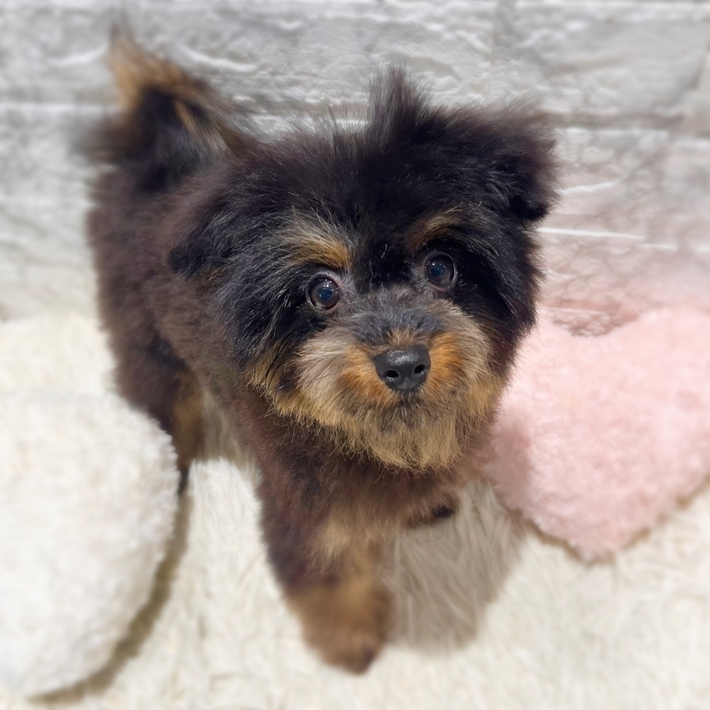 愛知県のポメプー(ポメラニアン×プードル) (犬の家＆猫の里MiO香久山店/2026年7月4日生まれ/女の子/ブラックタン)の子犬の1枚目の画像