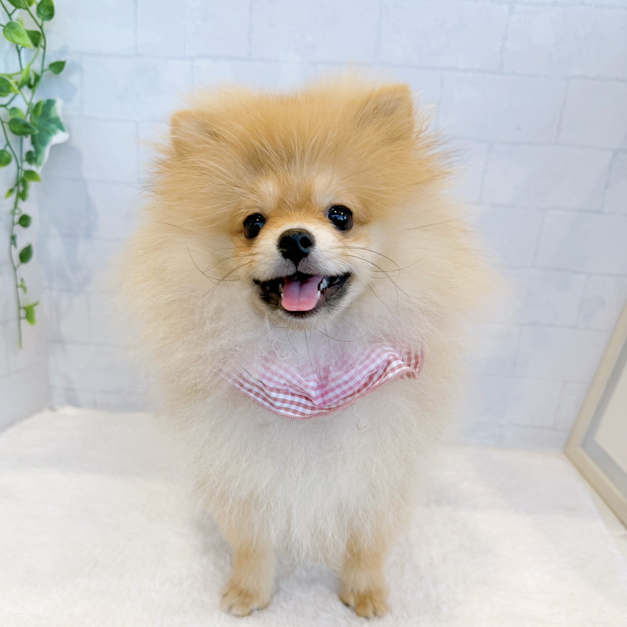 石川県のポメラニアン (犬の家＆猫の里金沢店/2026年7月7日生まれ/女の子/オレンジ)の子犬の1枚目の画像