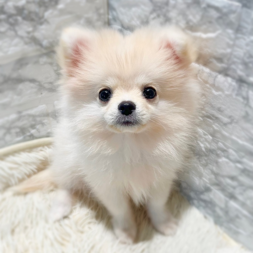 ハーフ犬男の子の写真