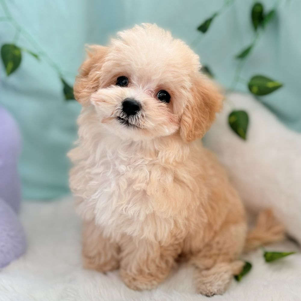 愛知県のマルプー(マルチーズ×プードル) (犬の家＆猫の里愛知刈谷店/2026年7月12日生まれ/男の子/クリーム)の子犬の1枚目の画像