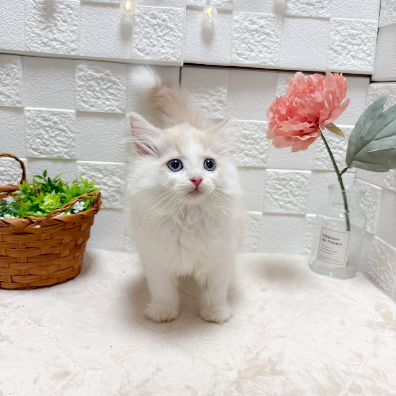 生体画像8